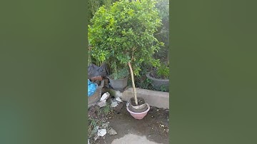 Cây 230001 - Bán cây nguyệt quế THOÁT THÂN KHỦNG gốc to đẹp 0977973535