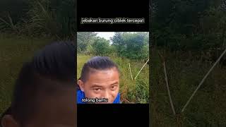 mikat burung ciblek dengan lem pulut