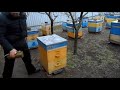 Помощь семье пчёл в январе.