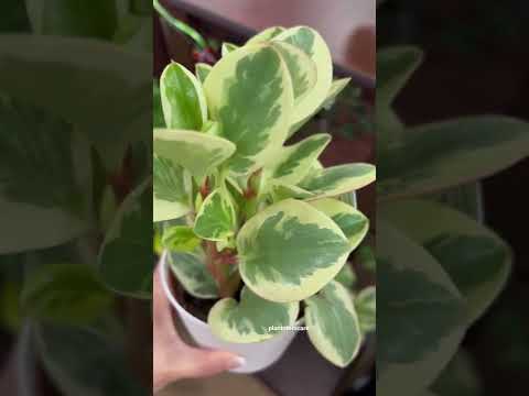 Vídeo: Peperomia Care: aprèn a cultivar plantes de peperomia a l'interior