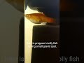 molly fish |pregnant| gravid spot #aquarium #mollyfish #gravidspot