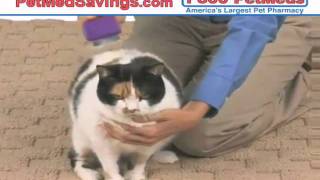 Stop Annoying Shedding With Cat Shdanoo  