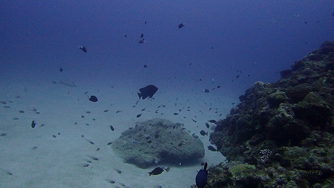 ５月の沖縄 ダイビングやシュノーケリングはどんな感じ 何が見られる 糸満ダイビングサービス