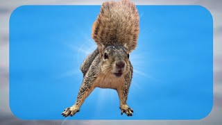 Moment of Zen: Squirrels of UCLA