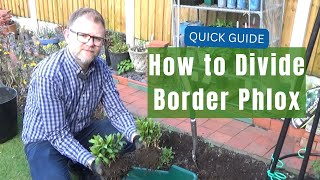 How to Divide Border Phlox | Hardy Perennial Phlox Propagation | Make More Plants | Gardening Tips