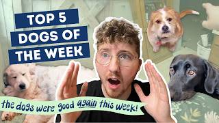 He Came Back to Life??? | Top 5 Dogs of the Week