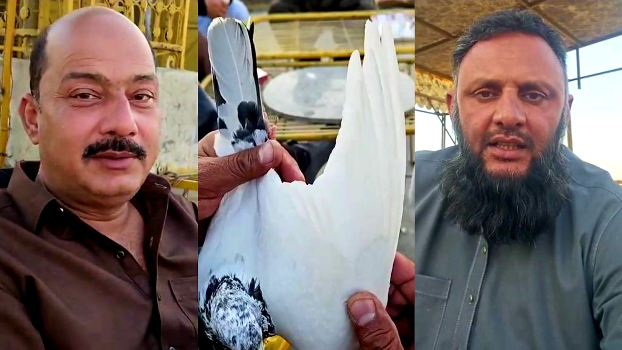 Arshad Gujjar Pigeons Ustad Haji Imran Bakkar Mandi