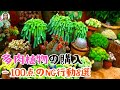 多肉植物、知らずにやってる−100点の買い方8つ！後悔する前に見て｜花子