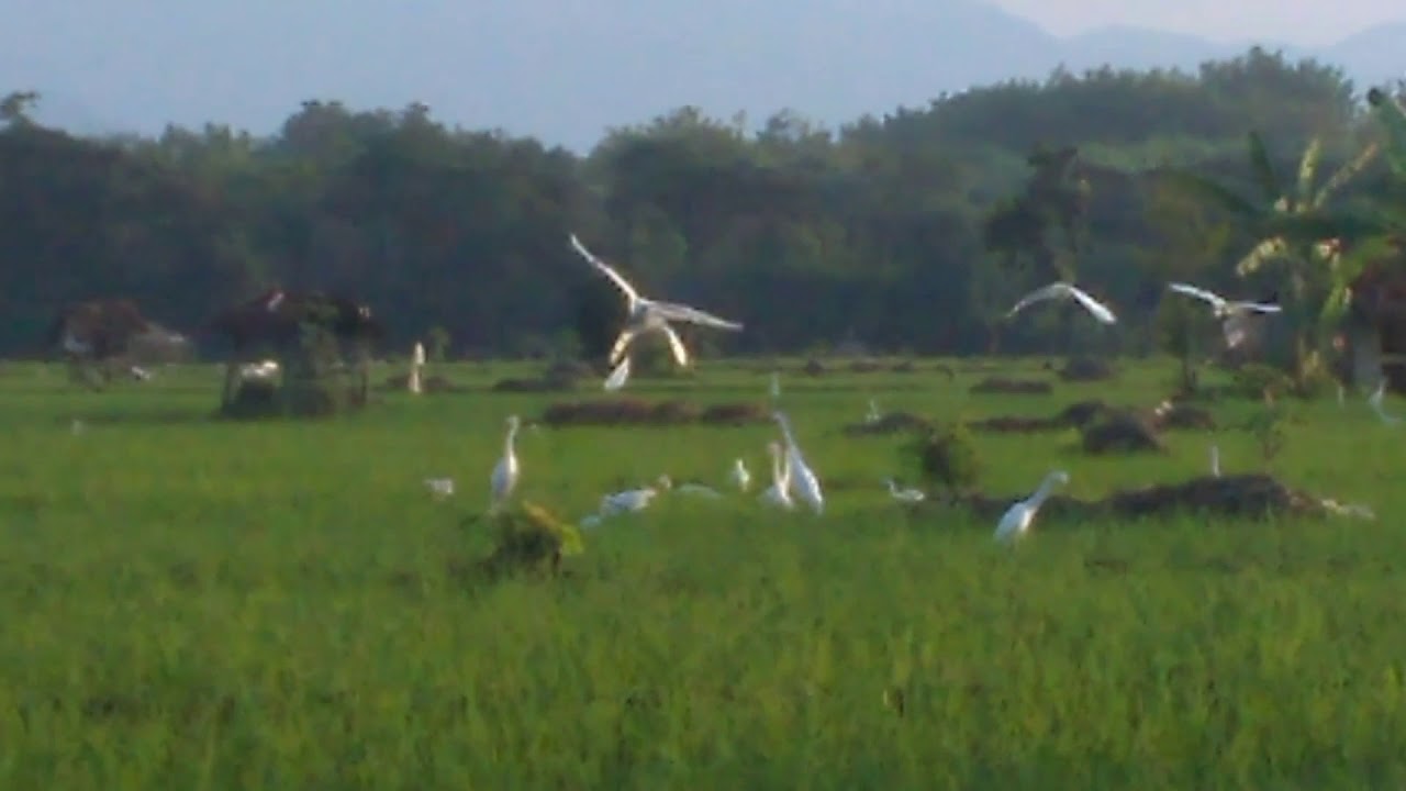 Main ke sawah (mengintip kawanan burung bangau kuntul blekok) 