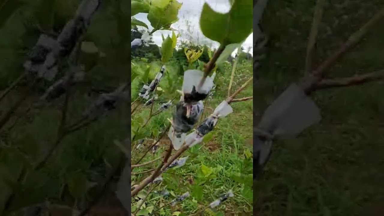 Guava(Psidium guajava) Air layering......