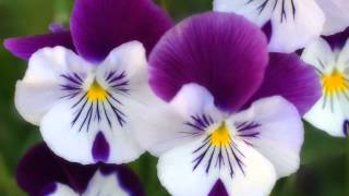 Watch Don McLean La La Love You video