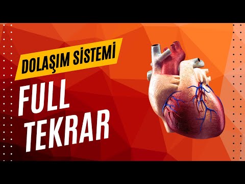 DOLAŞIM SİSTEMİ FULL TEKRAR AYT 2024