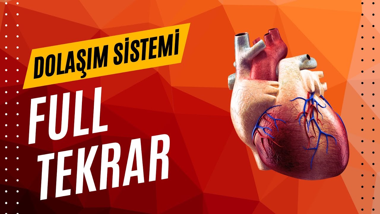 DOLAŞIM SİSTEMİ FULL TEKRAR AYT 2025