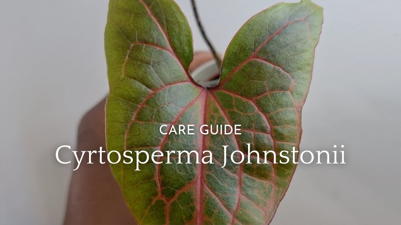 Циртосперма Джонстона | Руководство по уходу