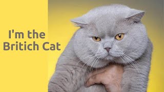 The best and The easiest cat you can raise it's British cat by Pets World 16 views 2 years ago 3 minutes, 21 seconds
