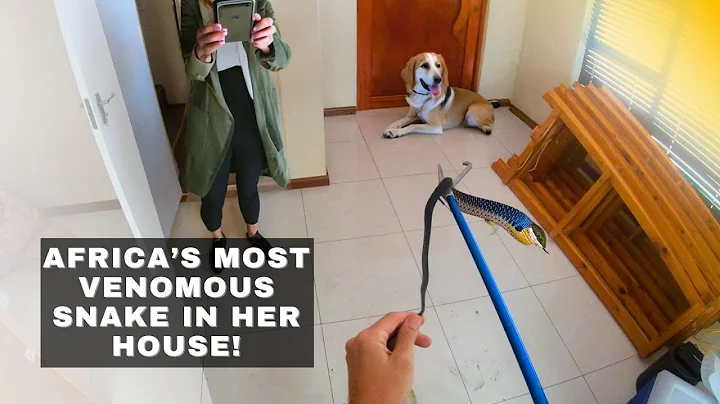 DEADLY snake EATING in HER house!