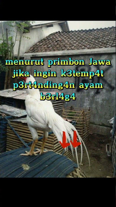 Ayam menurut primbon Jawa #ayambangkok #ternakayam #ayam