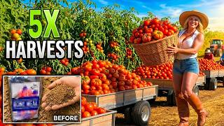 This $2 Magic White Powder Will DOUBLE Your Tomato Harvest in 7 Days!