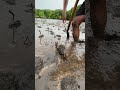 Big Mud Crabs Catching - how to scan muddy for big mud crabs in rainy day #fishing #oyster #seafood
