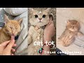 Cat tok tiktok compilation  fluffy puffy tok  