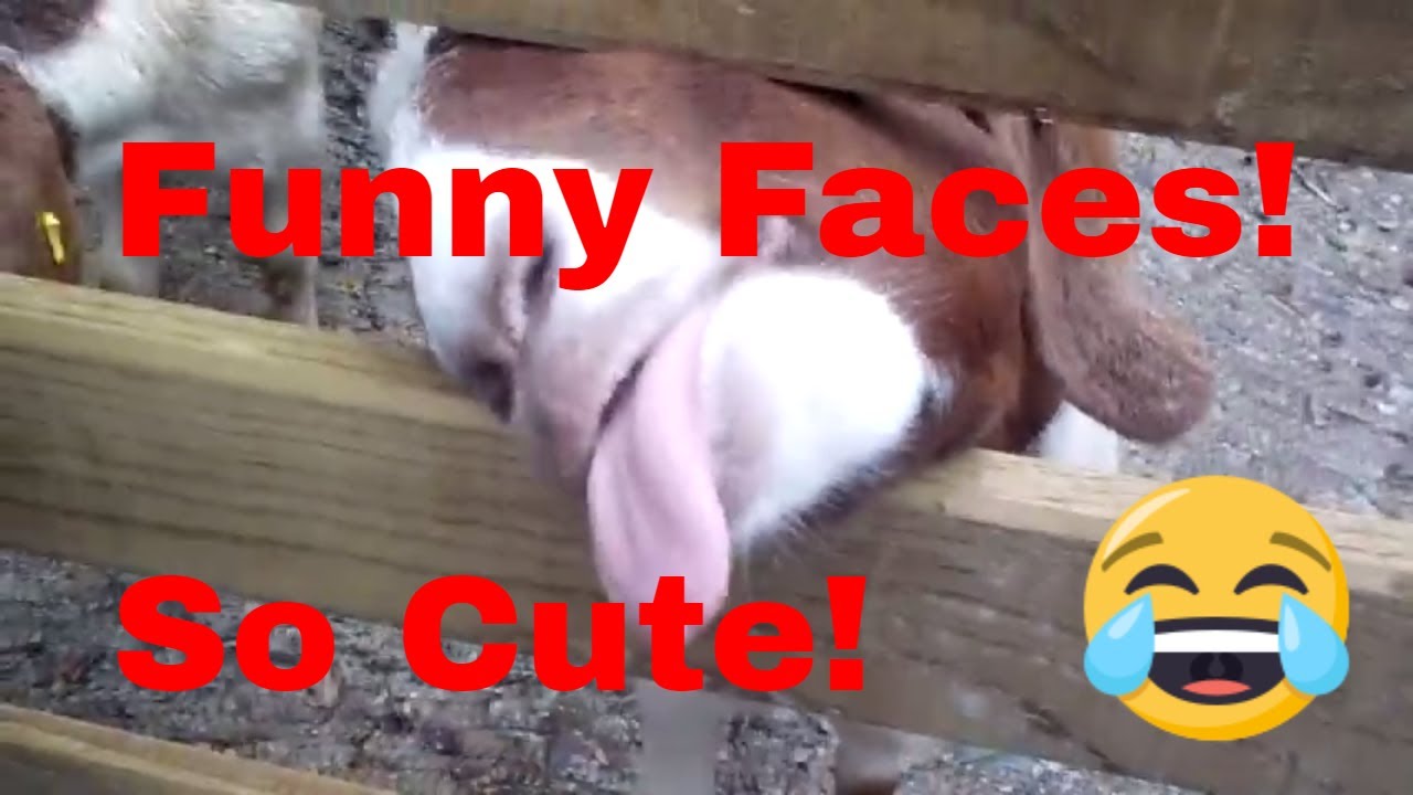 Funny Goat Faces! 