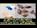 ஒரு நிமிடம் போதும் மொத்த கரப்பான்பூச்சி அழிந்துவிடும் |   get rid cockroach