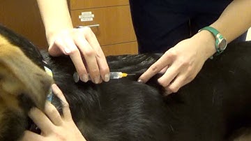 How to Give a Subcutaneous Injection | Southpoint Animal Hospital 27713