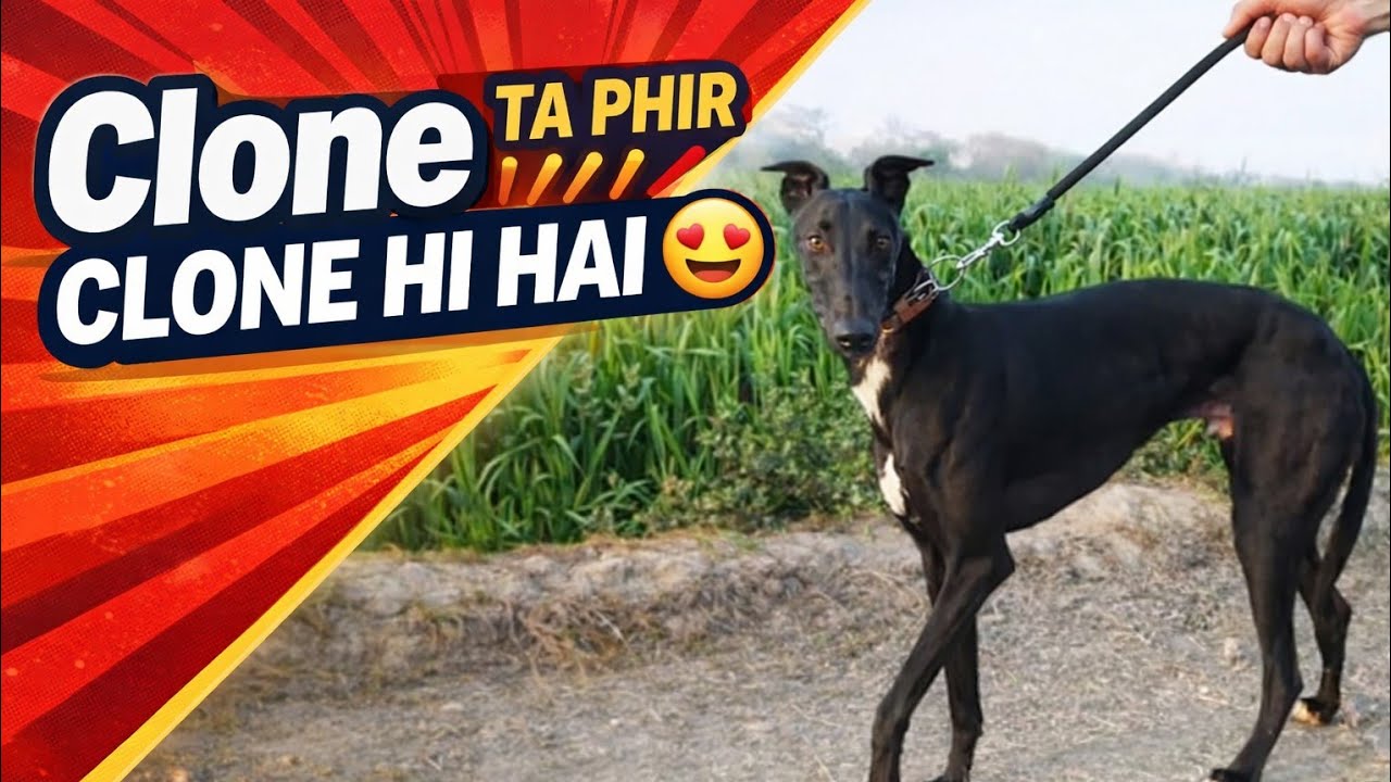 Greyhond Racing at its Best 😱🏁 