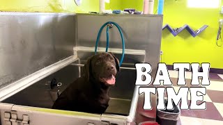 BATH TIME FOR THIS LABRADOR PUPPY! by Woodford The Chocolate Lab 6,065 views 1 month ago 3 minutes, 29 seconds