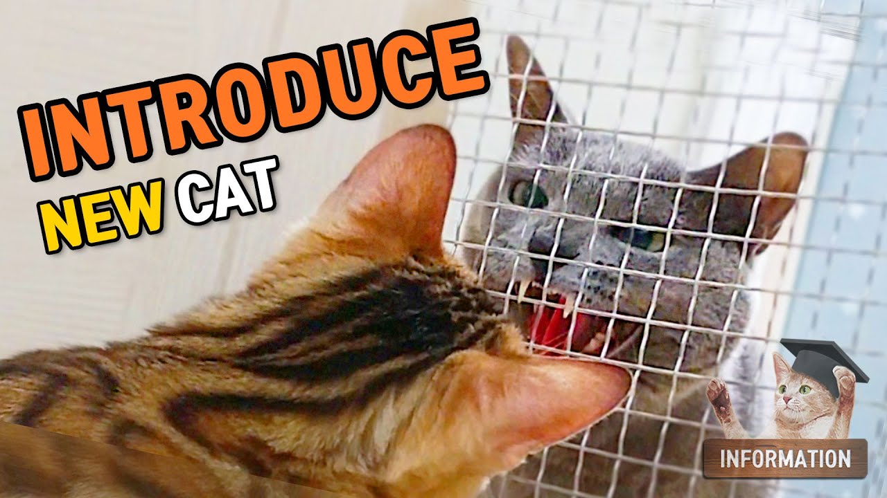 how-to-introduce-new-cat-tip15-dino-cat-infomation-youtube