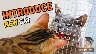 How to Introduce New Cat Tip15ㅣDino cat Infomation