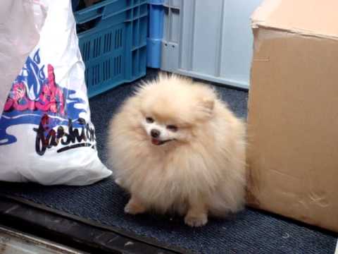 fluffiest pomeranian the cutest and fluffiest yellow pomeranian in europe fluffiest pomeranian the cutest and fluffiest yellow pomeranian in europe