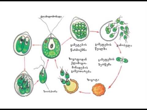 ვიდეო: რა კლასს მიეკუთვნება წყალმცენარეები?