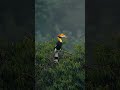 जंगल का शाही पक्षी | Great Hornbill Bird |