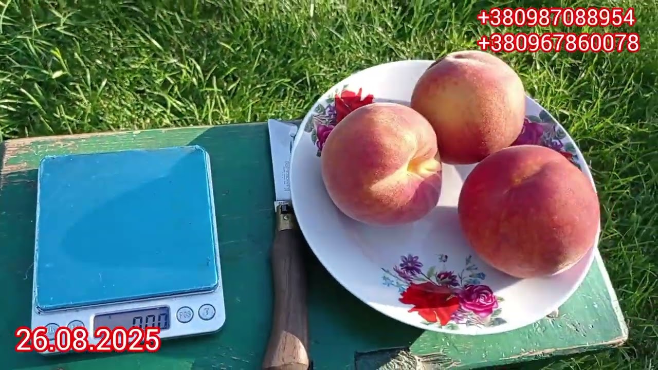 Флемінг Ф'юрі PF23