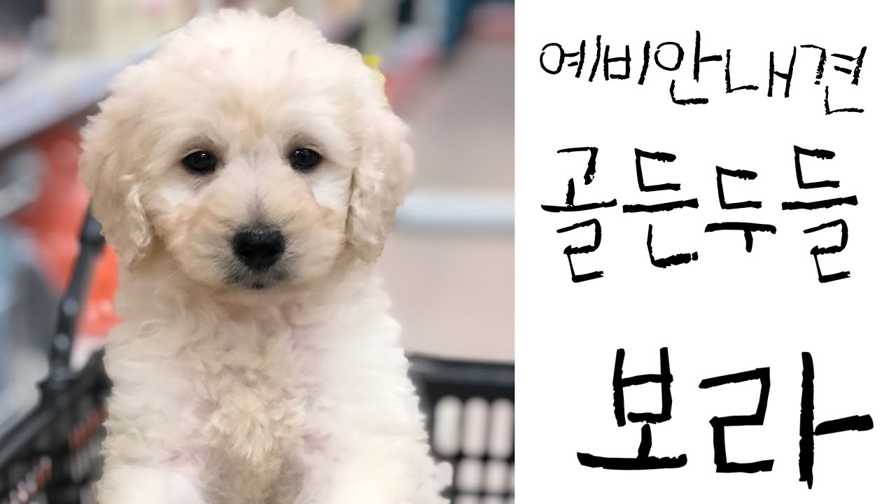 귀여운 아기강아지 골든두들 보라의 안내견 성장일기 #1      Golden Doodle Puppy, Guide Dog