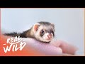 House Hunting With Some Cheeky Ferrets | Baby Animals In Our World | Real Wild