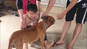 Lão hạc bán cậu vàng rồi ông giáo ạ