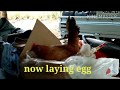 Free range chicken full process fromlaying to hatching