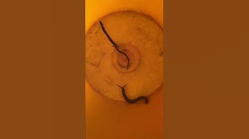 Rắn Và Rết Ai Mạnh Hơn Ai?