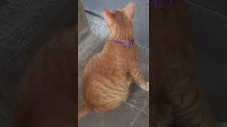 Oyens Family .......They Are My Lovely Cats Now Playing At Home