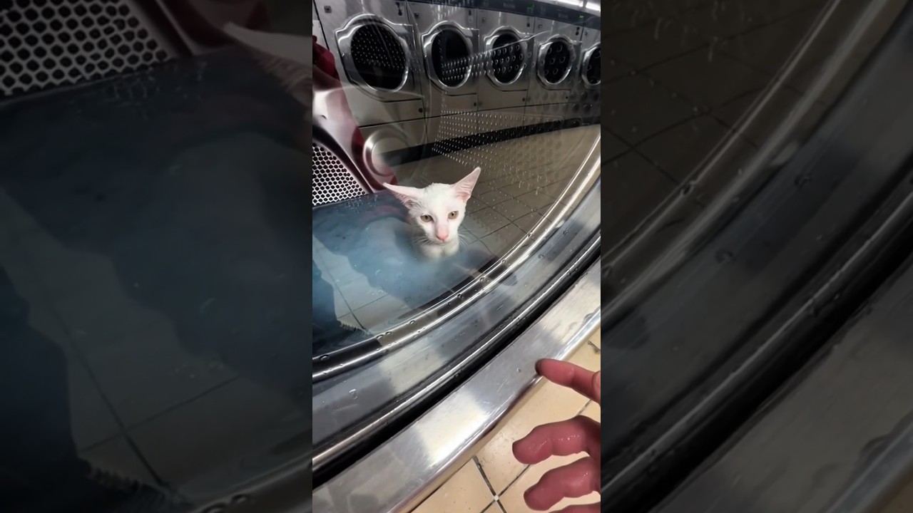 She Said “I’m Washing My Cat” 😳 (Rescue + Color Reveal)