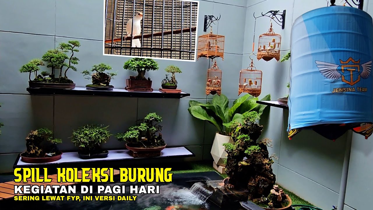 Melihat Lebih Dekat Beberapa Koleksi Burung Sangkar Tedy Huang