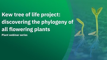 Kew tree of life project  discovering the phylogeny of all flowering plants