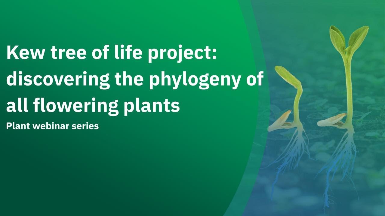 Kew tree of life project  discovering the phylogeny of all flowering plants