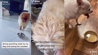 Giving Dogs Sparkling Water [TikTok Challenge]