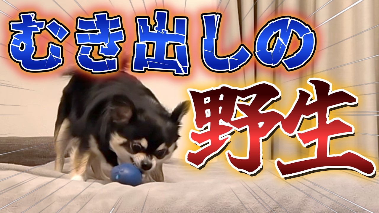犬の本能を呼び覚ますおもちゃ。 #犬との暮らし #chihuahua #dog #チワワ #犬のいる生活