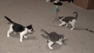 Playful Kittens Learning How To Use Their Claws Appropriately! Avoid Declawing! Foster Litter #32 Playful Kittens Learning How To Use Their Claws Appropriately! Avoid Declawing! Foster Litter #32