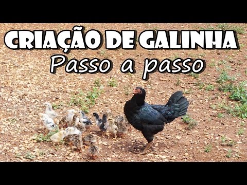 Vídeo: Como Cuidar De Galinhas