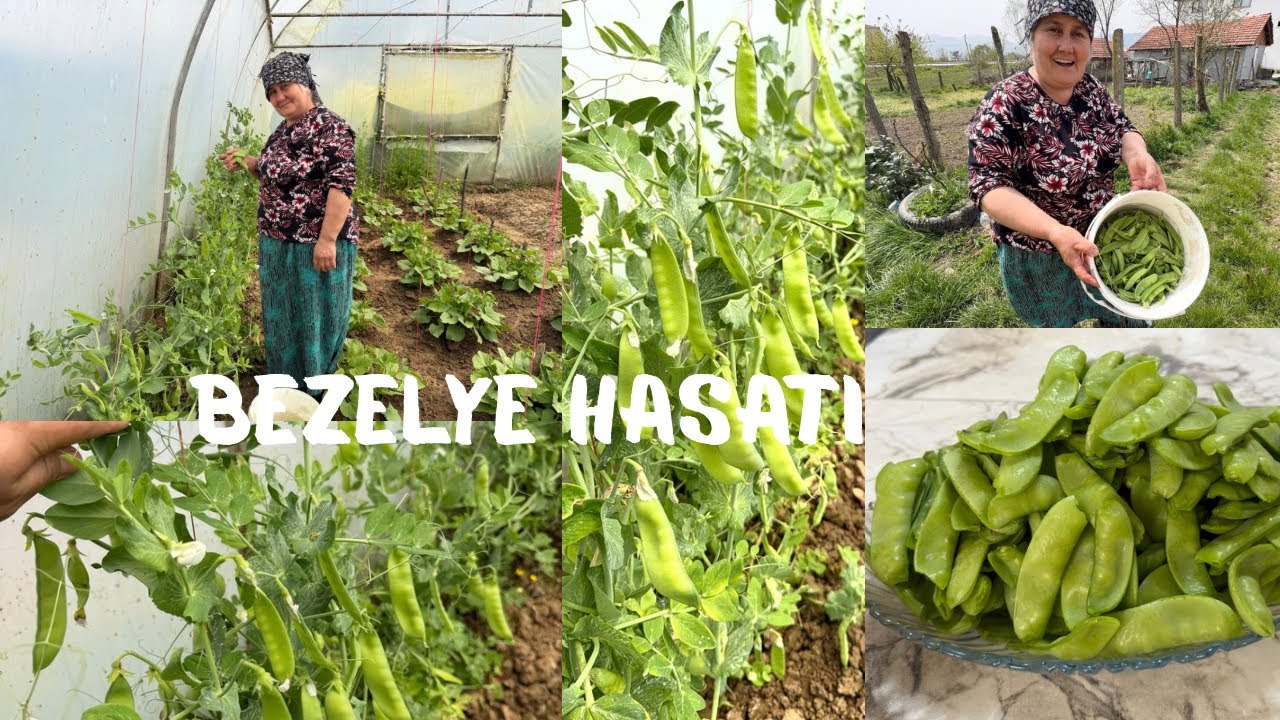 İlk Hasat Heyecanı: Bahçemizden Taptaze Bezelyeler! ☘️#hasat #gündem #tarif yemek #yemektarifleri İlk Hasat Heyecanı: Bahçemizden Taptaze Bezelyeler! ☘️#hasat #gündem #tarif yemek #yemektarifleri